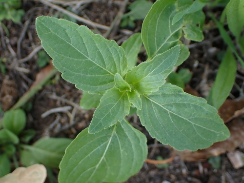 Mercurialis annua, photograph 2