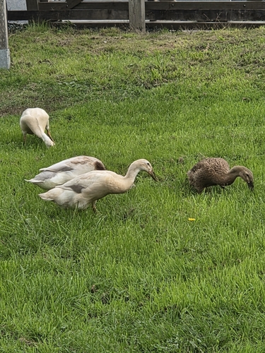 Domestic Mallard