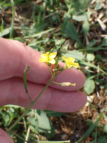 Diplotaxis muralis, photograph 1