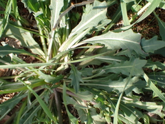 Diplotaxis muralis