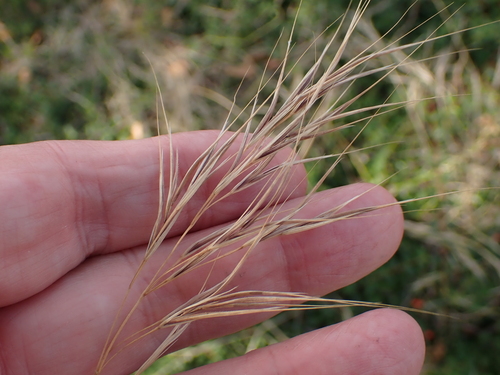 Compact Brome
