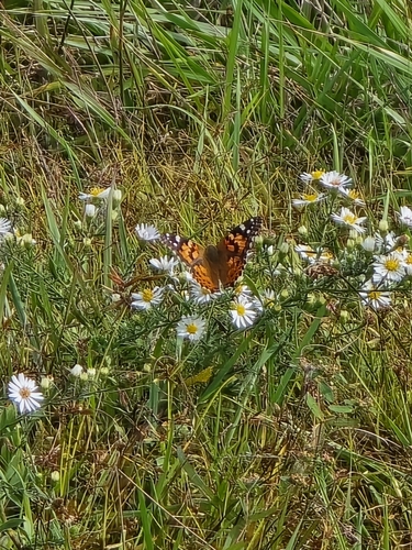 American Lady