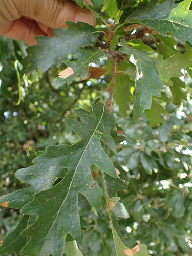 Turkey Oak