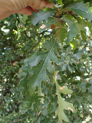 Quercus cerris