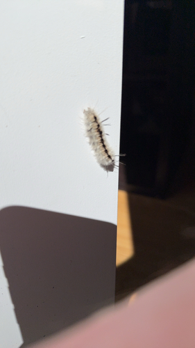 Hickory Tussock Moth