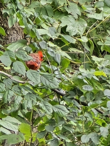 Northern Cardinal