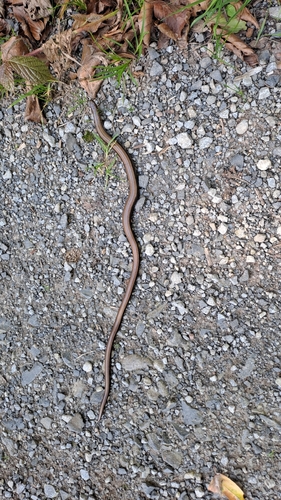 Common Slowworm