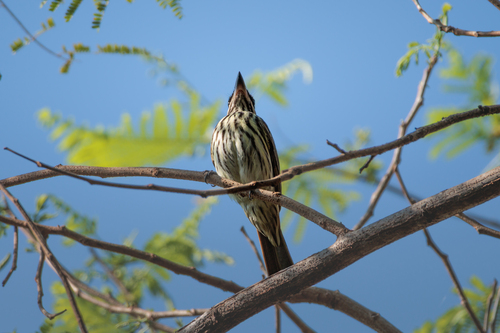 Streaked Flycatcher