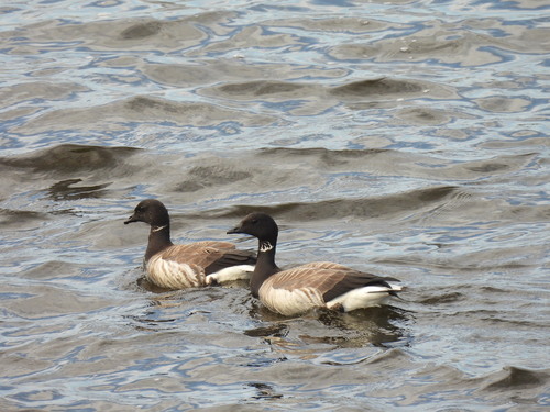 Pale-bellied Brant