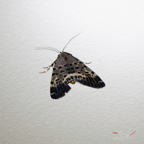 Swell moth