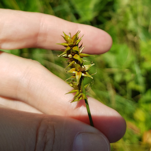 Carex spicata, photograph 1