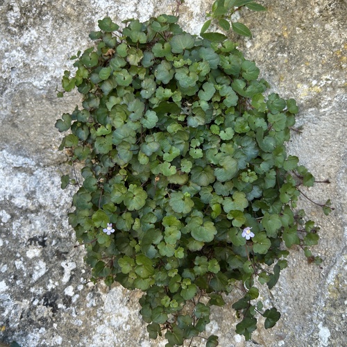 Ivy-leaved toadflax