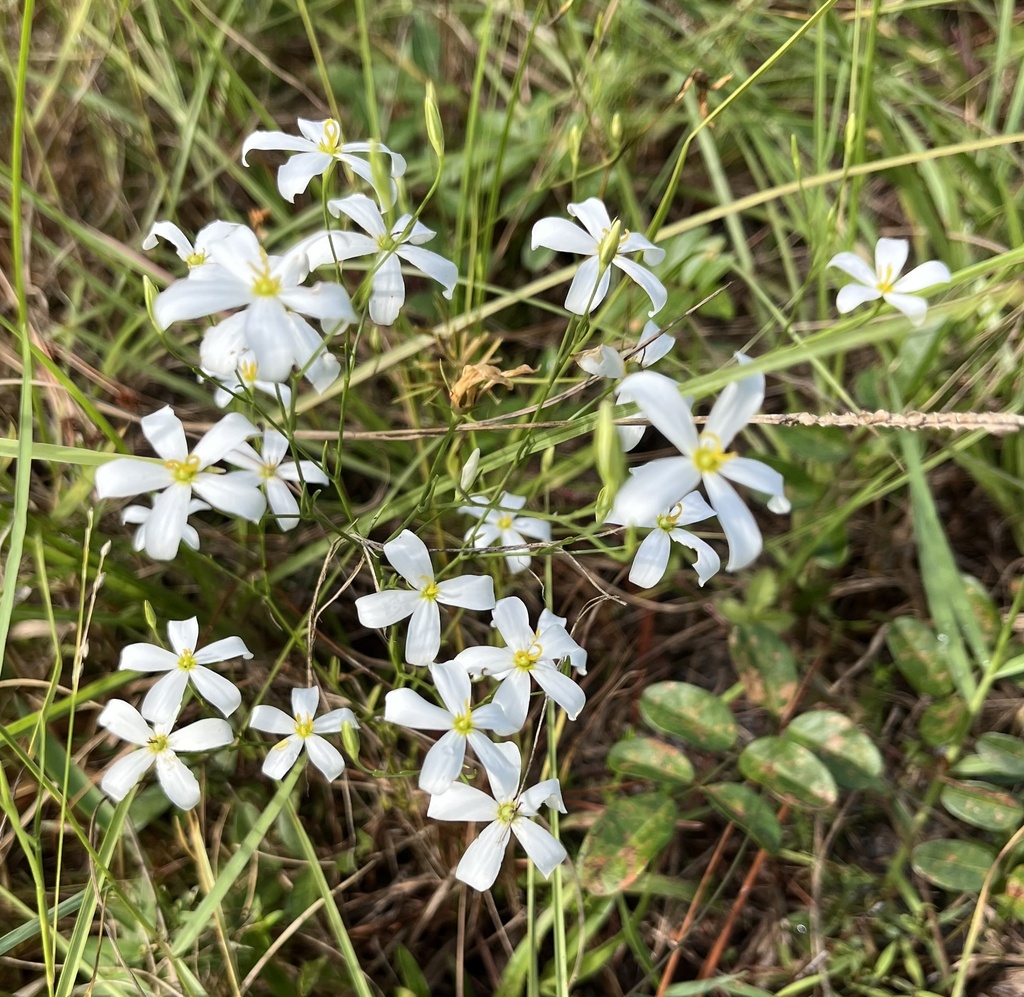 Sabatia brevifolia; photograph (c) Pam Kleinsasser, some rights reserved (CC BY)