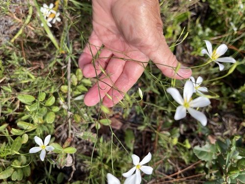 Sabatia brevifolia, photograph 5