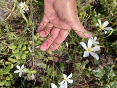 (c) Pam Kleinsasser, some rights reserved (CC BY) Sabatia brevifolia, photograph (c) Pam Kleinsasser, some rights reserved (CC BY)