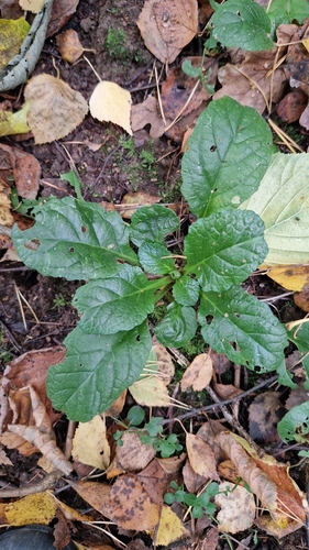 Наблюдение на iNaturalist
