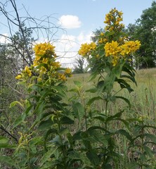 Lysimachia vulgaris, photograph (c) Tatyana Sova, some rights reserved (CC BY)