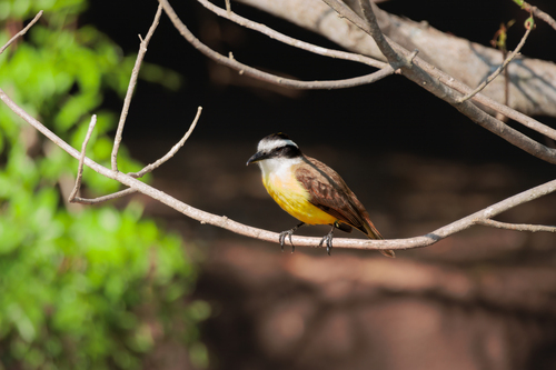 Great Kiskadee