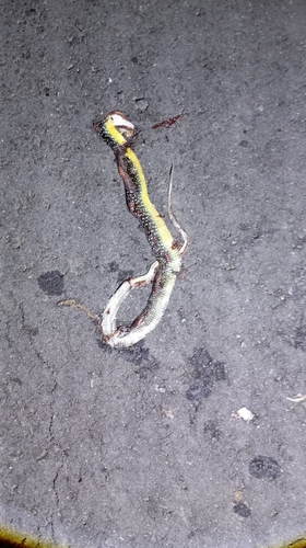 Indo-Chinese Rat Snake