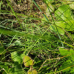 Carex spicata