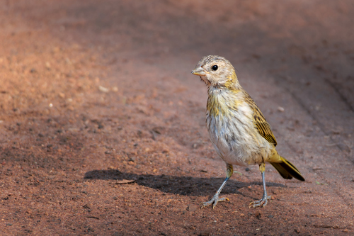 Saffron Finch
