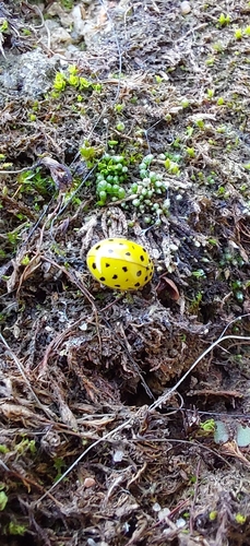 22-spot Ladybird