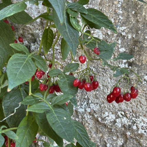 bittersweet nightshade