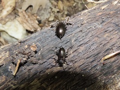 Tarpela micans