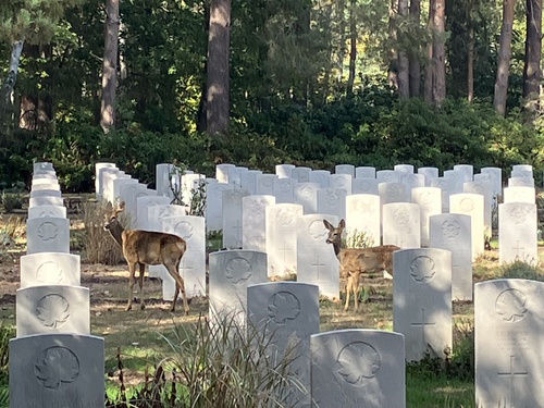 Western Roe Deer