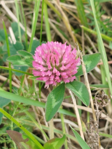 Red Clover