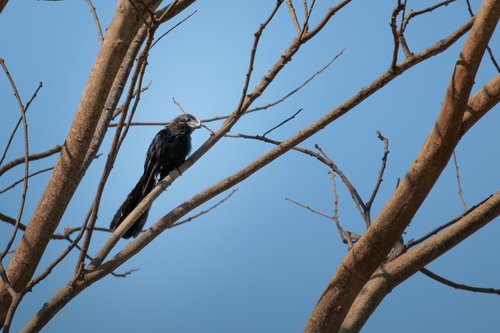Smooth-billed Ani