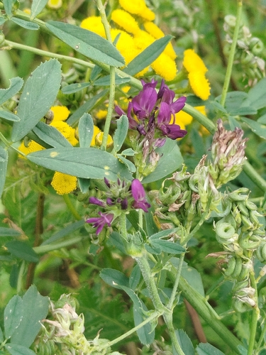Alfalfa