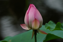 Nelumbo nucifera
