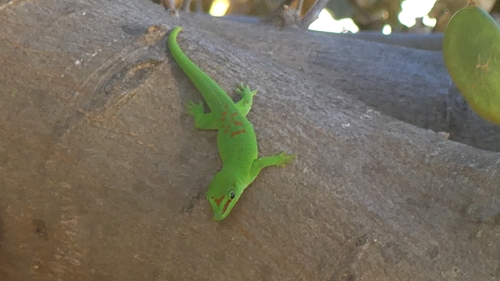 Madagascar Giant Day Gecko