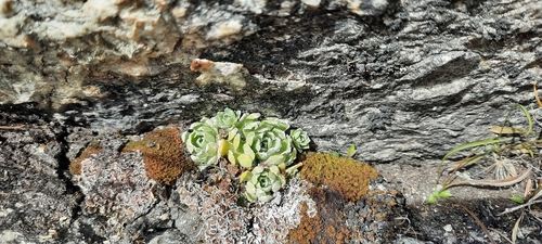Livelong Saxifrage