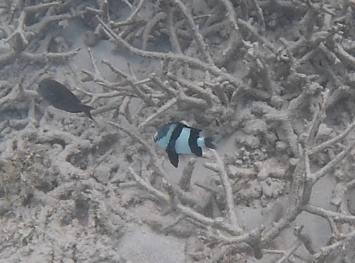 Indian Ocean Humbug