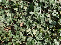 author not stated, no rights reserved Potentilla reptans, photograph author not stated, no rights reserved