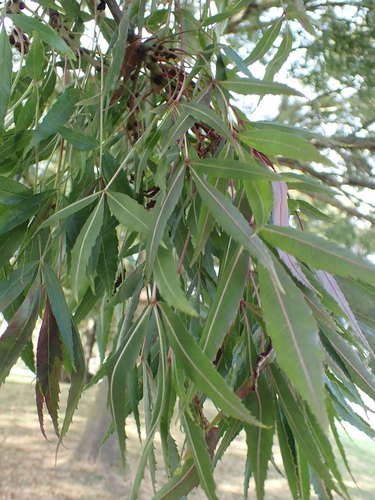 Narrow-leaved Ash