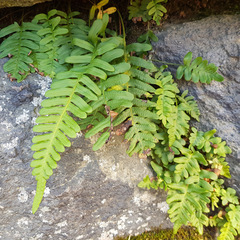 Polypodium vulgare
