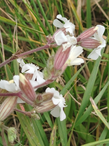 white campion