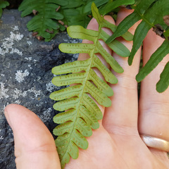 Polypodium vulgare, photograph (c) Дарья Друщенко, some rights reserved (CC BY)