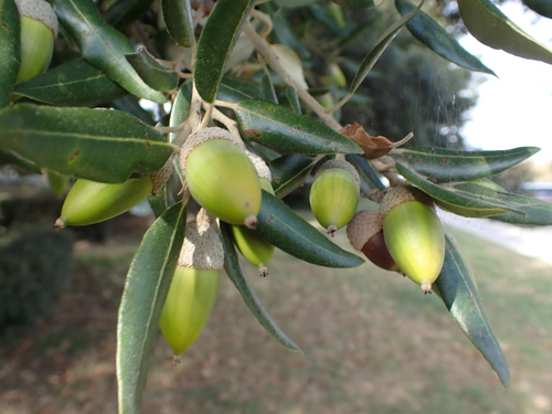 Holm oak
