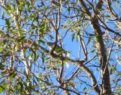 Pachycephala fuliginosa