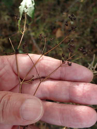 stone parsley