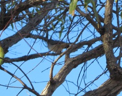 Pachycephala fuliginosa