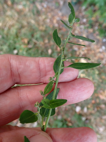 Common Orache