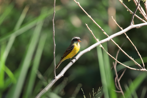 Social Flycatcher
