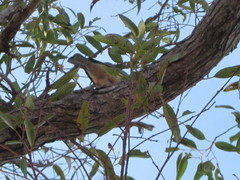 Pachycephala fuliginosa