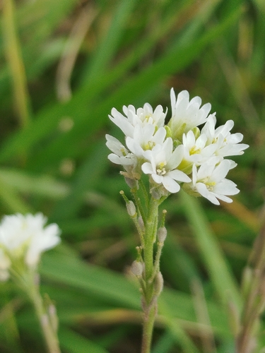 hoary alyssum