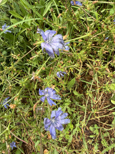 chicory